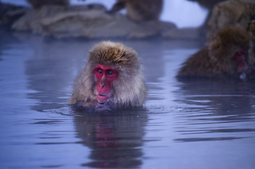 Monkey in a Hot Spring