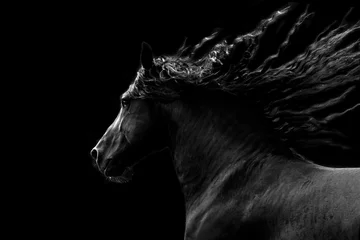 Fotobehang Zwart paard dat op zwarte achtergrond loopt © lenkadan