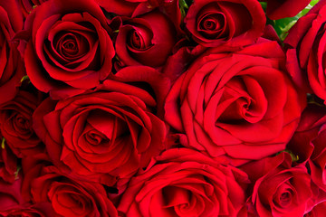 bouquet of dark red luxury rose flowers close up