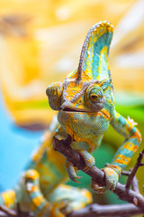 The colorful Chameleon runs slowly on a branch I