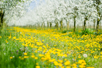 Beautiful spring dandelion flower meadow in white blossom orchar