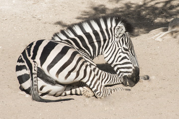 Fototapeta na wymiar Zebra with sitting position