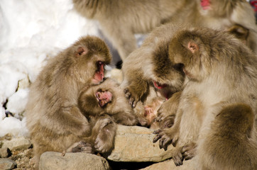 Family of Macaque Monkeys