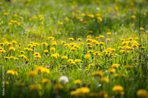 29 besten board bilder auf meadow quot beautiful meadow of yellow dandelion 29 besten board bilder auf meadow quot beautiful meadow of yellow dandelion