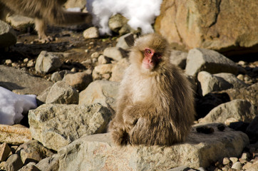 Macaque Monkey Sitting Among Stones