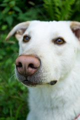 White Dog with Brown Eyes Laying in Grass