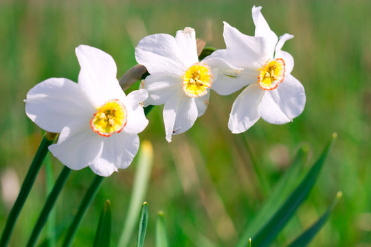 Beautiful white narcissus flower on a green spring meadow