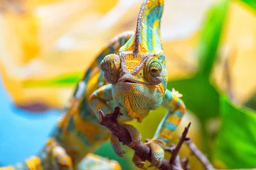 Foto op Canvas The colorful Chameleon runs slowly on a branch © Marcus Beckert