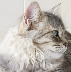 Fototapeta premium beautiful silver kitten outdoor, siberian cat female