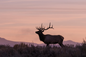 Obraz premium Rutting Bull elk at Sunrsie