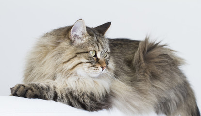 Plakat brown tabby cat of siberian breed lying on the sofa
