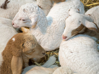 Sheep sleeping