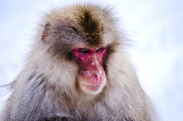Portrait of a Macaque Monkey