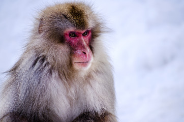 Portrait of a Monkey