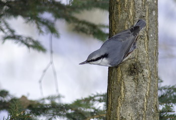 Nuthatch on the tree. Sitta europaea. 