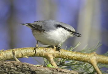 Nuthatch on the tree. Sitta europaea. 