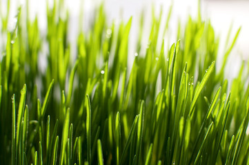 Fototapeta na wymiar grass in sunlight