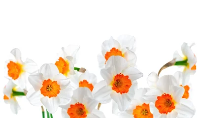 Fotobehang mooie witte en oranje narcis bloemen geïsoleerd op witte ba © Alisa