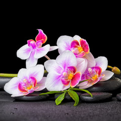 spa decoration of purple orchid phalaenopsis on black zen stones