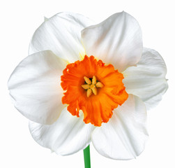 close up beautiful spring white and orange daffodil flower isola