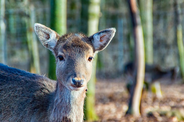 Small deer all alone in the forest