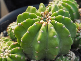 Green succulent cactus closeup, Close up and selective focus