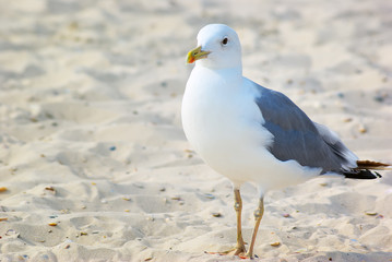 seagull