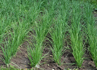 Onion varieties Shallots Spring in the garden, which is also grown in green