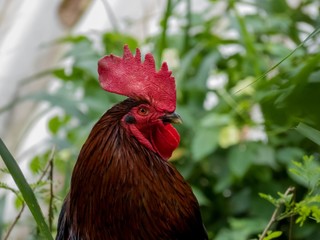 Red headed Rooster Cock Fowl Jungle fowl in the wild 