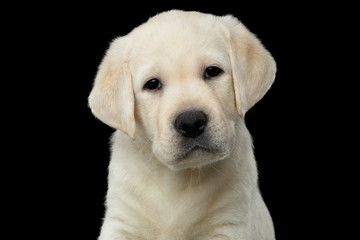 Close-up portrait of Labrador puppy Looking in camera on isolated Black background, front view