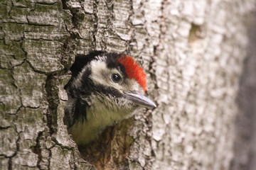 Young woodpecker