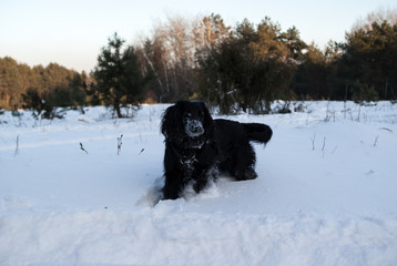 czarny pies bawiący się w śniegu