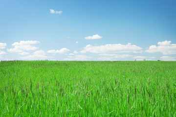 Green grass field and blue sky with clouds