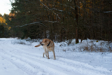 pies błąkający się po lesie w zimie