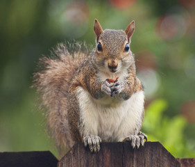 Squirrel sitting on a wood fence and eating a peanut close up