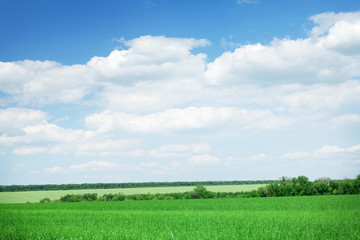 Green grass field and blue sky with clouds