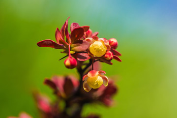 Fototapeta premium Branch of barberry with flowers and bright red leaves closeup on a colored background. (Berberis thunbergii).
