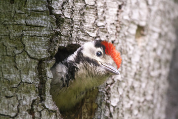 Young woodpecker