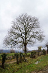 Arbre