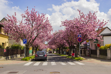 Fototapeta premium Blossoming cherry trees on a small street in Prague, Czech Republic 