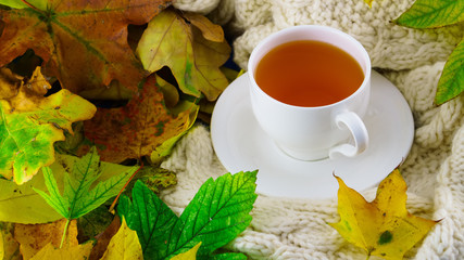 Cup of tea on light pastel wool textile plaid with autumn fallen yellow and green leaves. Selective focus. horizontal.