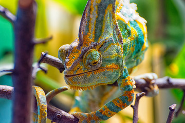 The colorful Chameleon runs slowly on a branch III © Marcus Beckert