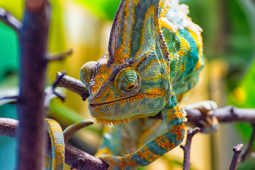 The colorful Chameleon runs slowly on a branch III