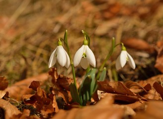 Close up of a snowdrops in a sunny day
