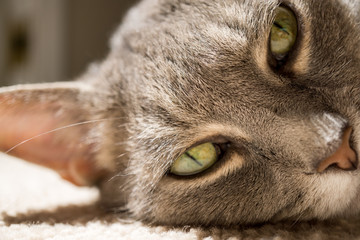 Gray Cat with Hazel Eyes in Sunlight