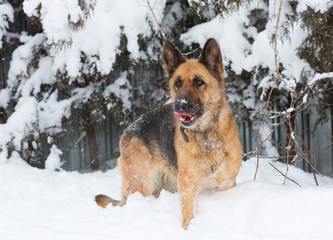 Portrait of the German shepherd on the nature of the winter in the snow