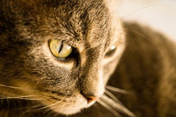 Gray Cat with Hazel Eyes in Sunlight