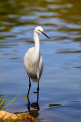 White Little egret (Egretta garzetta)