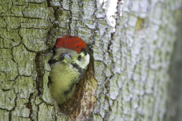 Young woodpecker