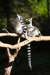 Two adult lemur katta (Lemur catta)